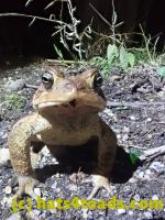 /home//u458753944/public_html/sourcegallery//Roxborough Toad Detour/2021/2021-04-10/P4100233.JPG